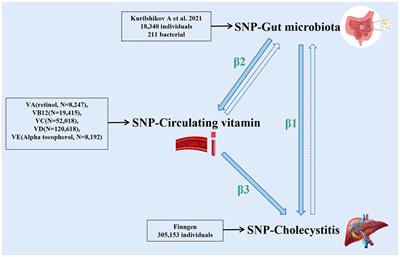 Circulating vitamin levels mediate the causal relationship between gut microbiota and cholecystitis: a two-step bidirectional Mendelian randomization study